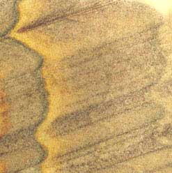 sandstone coasters
