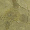 gold blush slate coasters