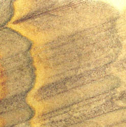 sandstone coasters